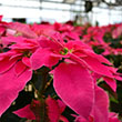 POINSETTIA PINK 4.5"