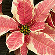 POINSETTIA MARBLE 4.5"