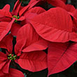 POINSETTIA RED 6"