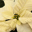 POINSETTIA WHITE 6"