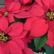 POINSETTIA RED 7"