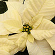 POINSETTIA WHITE 7"
