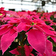 POINSETTIA PINK 7"