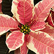 POINSETTIA MARBLE 7"