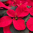 POINSETTIA CHRISTMAS MOUSE 4.5"