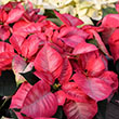 POINSETTIA VIKING CINNAMON 7"