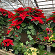 HB POINSETTIA RED/IVY COMBO 11"