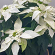 POINSETTIA PRINCETTIA WHITE 4.5"
