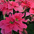 POINSETTIA QUEEN PINK 4.5"