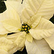 POINSETTIA WHITE 10"