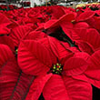 POINSETTIA RED 10"