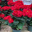 POINSETTIA WINTER ROSE 7"