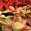 POINSETTIA AUTUMN LEAVES 4.5"