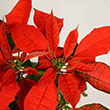 POINSETTIA NORWIN ORANGE 4.5"