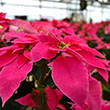 POINSETTIA QUEEN PINK 7"