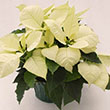 POINSETTIA ENVY 4.5"