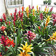 BROMELIAD ASSORTED 6"