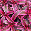 BROMELIAD CRYPT RED BARON 5"