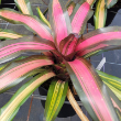 BROMELIAD NEOREGELIA 4"