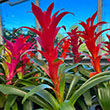 BROMELIAD GUZMANIA 6"