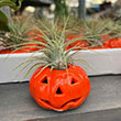 TILLANDSIA HALLOWEEN