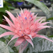 BROMELIAD FASCIATA 6"