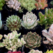 SUCCULENT 4"