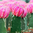 CACTUS GRAFTED 2-3"
