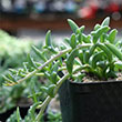 SENECIO STRING OF DOLPHINS 4.5"