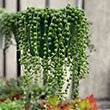 STRING OF 2"