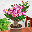 DESERT ROSE 6"