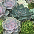 SUCCULENT 2"
