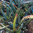 GASTERIA 4"