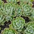 ECHEVERIA 4"