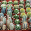 CACTUS 2"