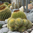 CACTUS GOLDEN BARREL 6"
