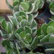 JADE 8"