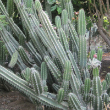 CEREUS PERUVIANUS 10"