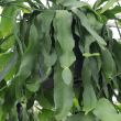 EPIPHYLLUM 'BEAVER TAIL' 6