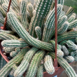 CACTUS PEANUT HB 6"