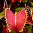 VENUS FLYTRAP D MUSCIPULA 3"