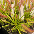 DROSERA SUNDEW KILLER