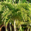 PALM ADONIDIA 17"
