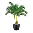 PALM ADONIDIA 21"