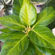 FICUS ALTISSIMA GOLDEN GEM 14"