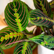 MARANTA RED 4"