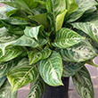 AGLAONEMA GOLD MADONNA 10"