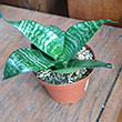 ALOCASIA HAMI MELO 4"