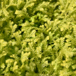 FERN GOLDEN MOSS 6"