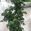 ARALIA BLACK 10"